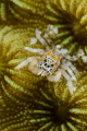   Tiny jumping spider crab  
